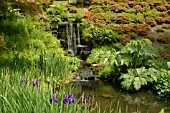 WATERFALL,  WITH IRIS SIBERICA CAESAR,  WAKEHURST PLACE