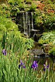 WATERFALL,  WITH IRIS SIBERICA CAESAR,  WAKEHURST PLACE