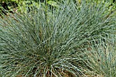 FESTUCA GLAUCA ELIJAH BLUE