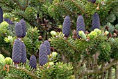 ABIES KOREANA,  CONES OF