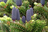 ABIES KOREANA,  CONES OF