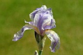 IRIS PALLIDA ARGENTEA VARIEGATA,