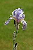 IRIS PALLIDA ARGENTEA VARIEGATA,