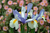 IRIS SILVER BEAUTY,  DUTCH IRIS,  WITH,  HELIANTHEMUM WISLEY PINK