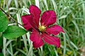 CLEMATIS NIOBE