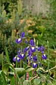 IRIS SIBIRICA OTTAWA,  IRIS