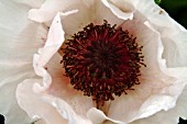 PAPAVER ORIENTALE BLACK AND WHITE