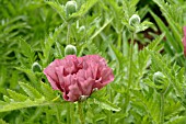 PAPAVER ORIENTALE PATTYS PLUM