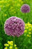 ALLIUM HIS EXCELLENCY