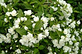 PHILADELPHUS MANTEAU D HERMINE