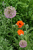 ALLIUM PURPLE SENSATION,  WITH PAPAVER ORIENTALE REMEMBRANCE