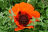 PAPAVER ORIENTALE REMEMBRANCE