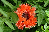 PAPAVER ORIENTALE INDIAN CHIEF