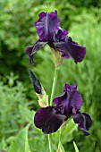 IRIS LICORICE STICK