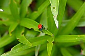 LILY BEETLE,  ON LILY LEAF,  CLOSE UP