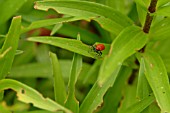 LILY BEETLE,  ON LILY LEAF,