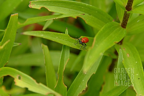 LILY_BEETLE__ON_LILY_LEAF
