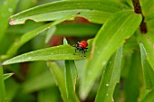 LILY BEETLE,  ON LILY LEAF,  CLOSE UP