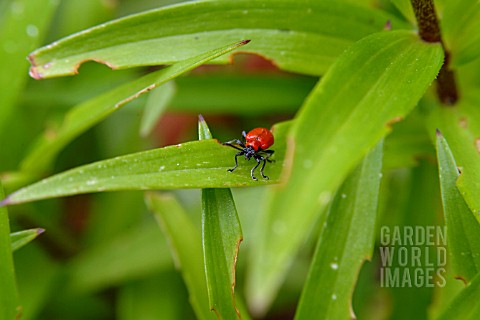 LILY_BEETLE__ON_LILY_LEAF__CLOSE_UP