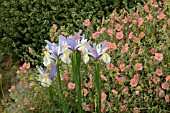 IRIS SILVER BEAUTY,  DUTCH IRIS,  HELIANTHEMUM WISLEY PINK,  CENTER SHOT