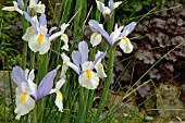 IRIS SILVER BEAUTY,  DUTCH IRIS,  CLOSE UP