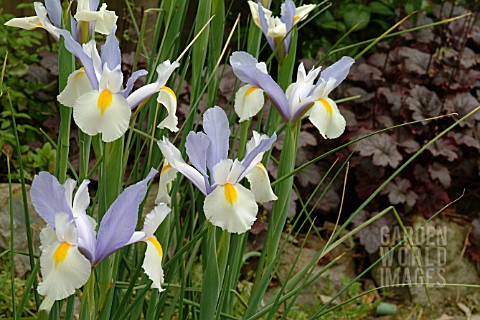 IRIS_SILVER_BEAUTY__DUTCH_IRIS__CLOSE_UP