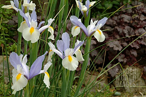 IRIS_SILVER_BEAUTY__DUTCH_IRIS__CLOSE_UP