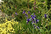 IRIS SAPPHIRE BEAUTY,  DUTCH IRIS,  IRIS SIBIRICA OTTAWA