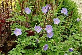 GERANIUM HIMALAYENESE IRISH BLUE,  WITH HEUCHERA CHOCOLATE RUFFLES