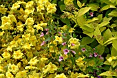 DIASCIA LILAC BELLE