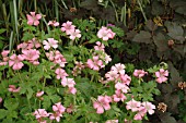 GERANIUM X OXONIANUM BRESSINGHAM DELIGHT