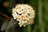 PHYSOCARPUS OPULIFOLIUS DIABOLO