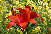 LILIUM CRIMSON PIXIE