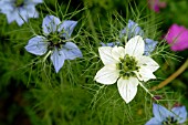 NIGELLA DAMASCENA (LOVE IN A MIST)