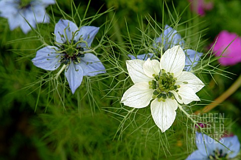 NIGELLA_DAMASCENA_LOVE_IN_A_MIST