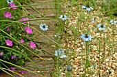 NIGELLA DAMASCENA (LOVE IN A MIST)