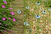 NIGELLA DAMASCENA (LOVE IN A MIST)