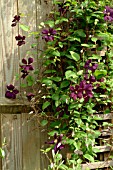 CLEMATIS ETOILE VIOLETTE