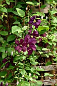 CLEMATIS ETOILE VIOLETTE