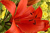 LILIUM CRIMSON PIXIE