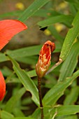 SCARLET LILY BEETLE DAMAGE TO LILY BUD