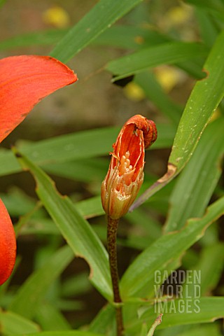 SCARLET_LILY_BEETLE_DAMAGE_TO_LILY_BUD
