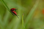 SCARLET LILY BEETLE (LILIOCERIS LILII)