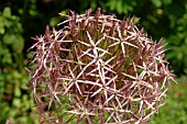 ALLIUM CHRISTOPHII