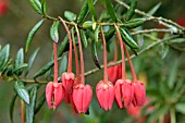 CRINODENDRON HOOKERIANUM (LANTERN TREE)