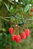 CRINODENDRON HOOKERIANUM (LANTERN TREE)