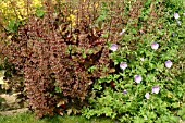 HEUCHERA CHOCOLATE RUFFLES WITH GERANIUM HIMALAYENSE IRISH BLUE