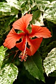 HIBISCUS ROSA SINENSIS VARIEGATA