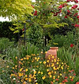 ROSE ON PERGOLA