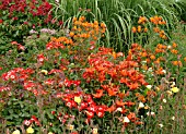 ALSTROEMERIA,  ROSE EYE PAINT,  LILIUM FIRECRACKER,